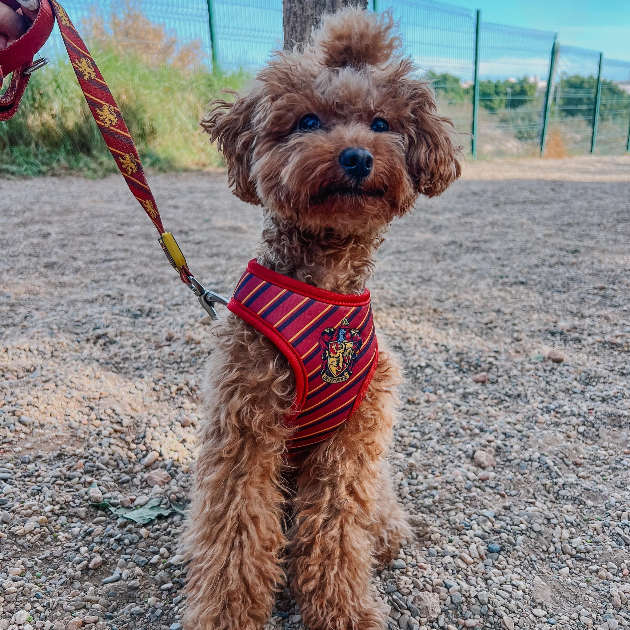 Arnés Exclusivo para Perros - Gryffindor  | Ajustable en Abdomen