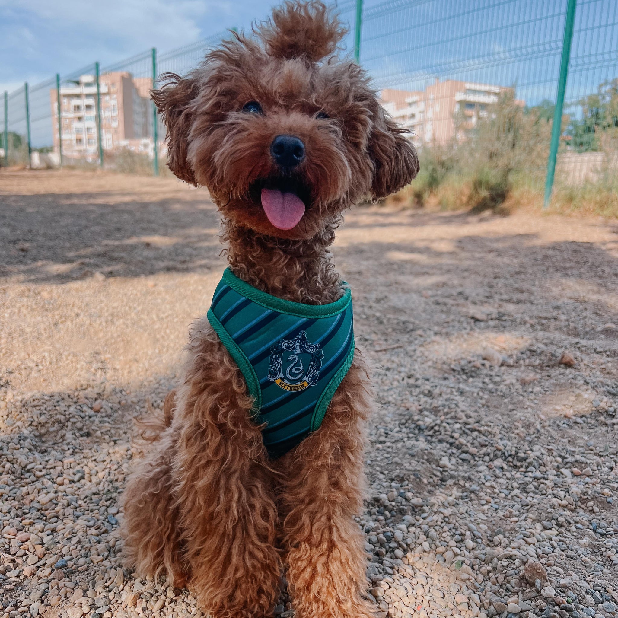 Arnés Exclusivo para Perros - Slytherin | Ajustable en Abdomen